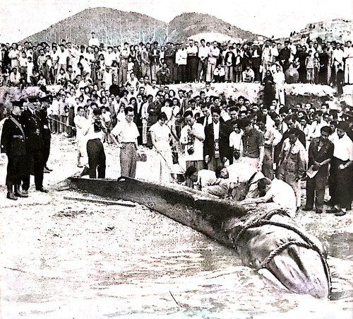 Using a high tide the next day, the whale was beached in front of the Government Fisheries Division’s Headquarters in Aberdeen where it was measured and dissected by HKU scientists. (Photo credit: Spectrum, No. 4, May 1955)